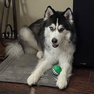 Meet your Posher, Tammy